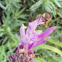 Australian Bee on Lavender